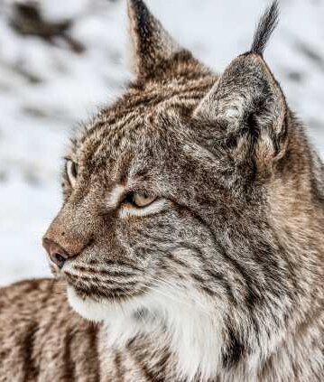 Luchs, Alpenzoo Innsbruck